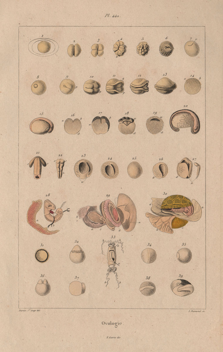 REPRODUCTIVE SYSTEM. Ovologie Ovology III. Eggs. 1833 old antique print